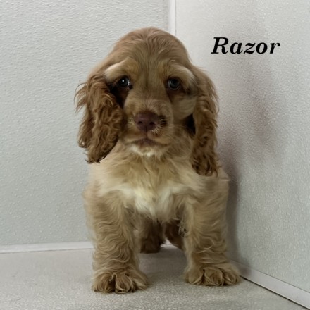 puppy, for, sale, Cocker Spaniel, Joe & Cherri  Overlease, dog, breeder, Miller, MO, dog-breeder, puppy-for-sale, forsale, nearby, find, puppyfind, locator, puppylocator, aca